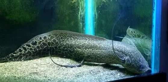 marbled lungfish